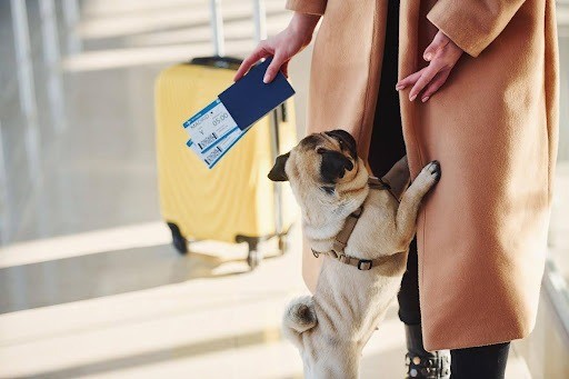 Can You Travel Abroad with a Dog? A UK Owner's Complete Guide Can You Travel Abroad with a Dog? A UK Owner's Complete Guide